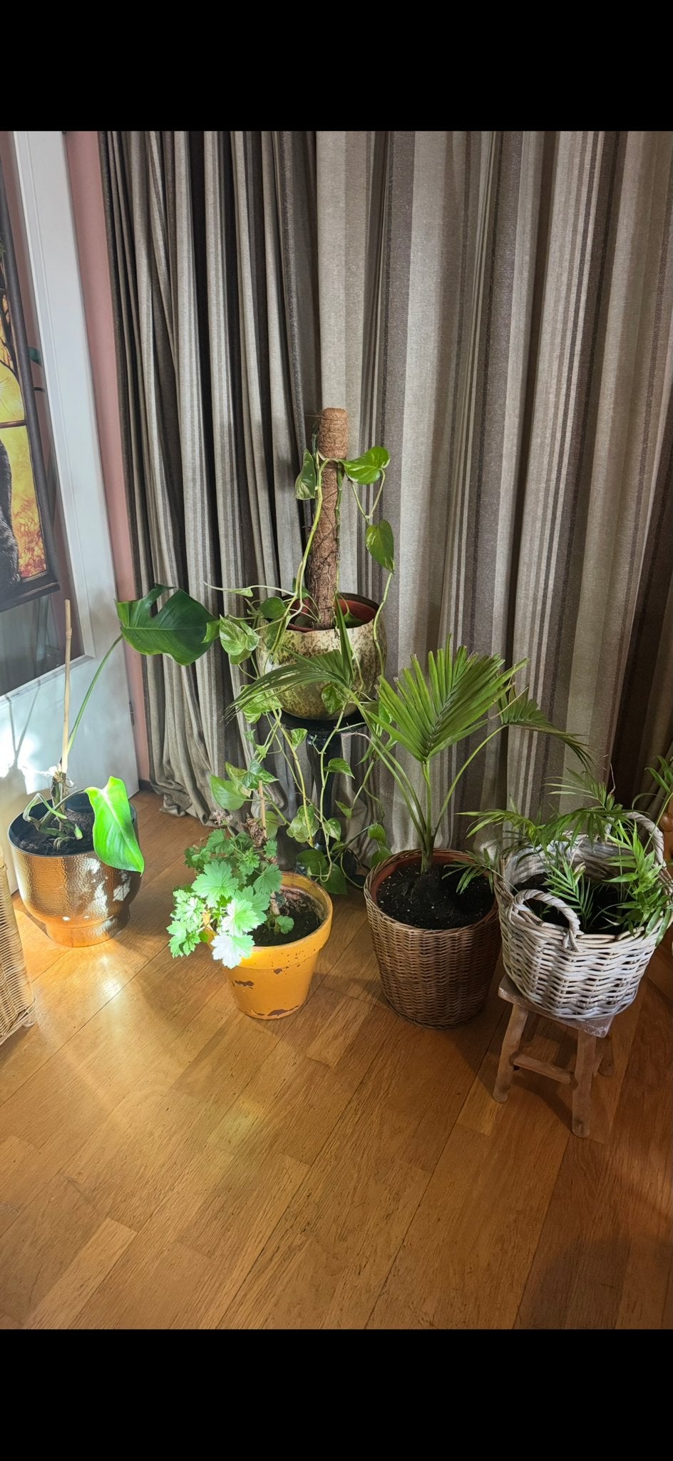 Diverse groene kamerplanten hangplant palm in bloempotten, Overige soorten, In pot, Minder dan 100 cm, Groene kamerplant
