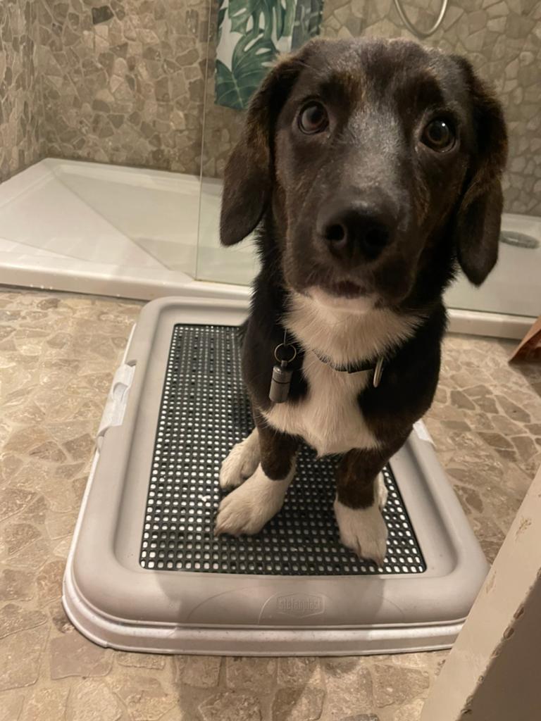 Puppy plasmathouder, Ophalen, Gebruikt