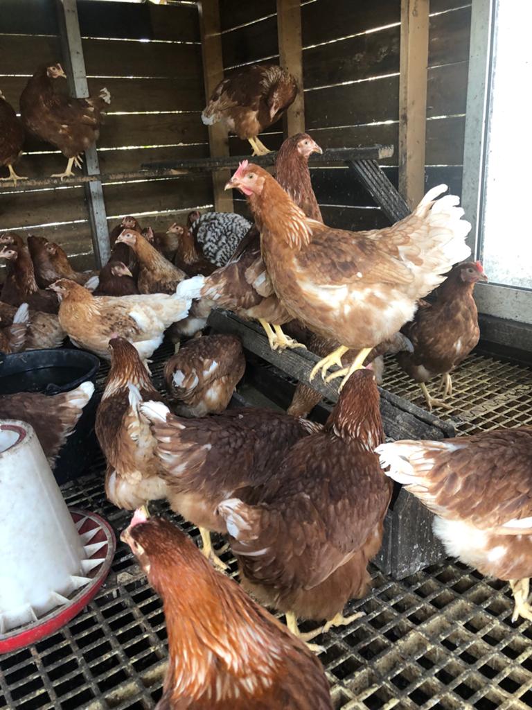 Jonge bruine leghennen, Dieren en Toebehoren, Pluimvee, Vrouwelijk, Kip