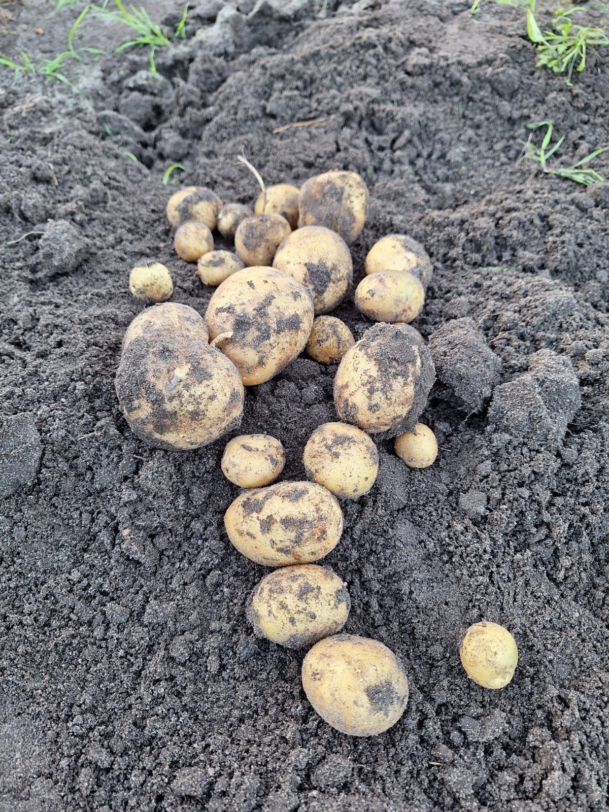 Nieuwe aardappelen, Ophalen of Verzenden, Nieuw