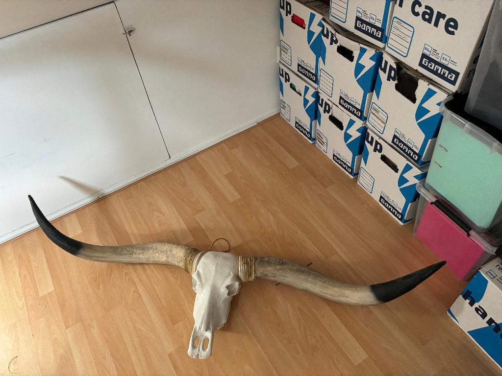 Nep schedel met horens, Ophalen, Zo goed als nieuw, 180 cm