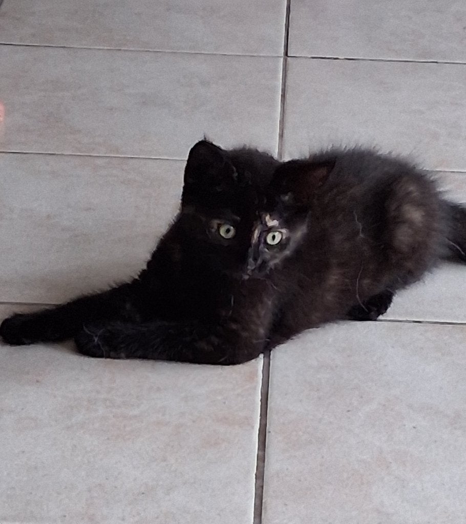 Kruising main coon, Dieren en Toebehoren, Katten en Kittens | Raskatten | Langhaar, Meerdere dieren, 0 tot 2 jaar