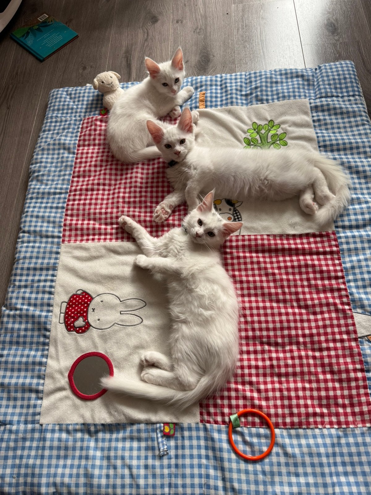 Mooie Maine Coon kittens te koop., Meerdere dieren, Gechipt, 0 tot 2 jaar