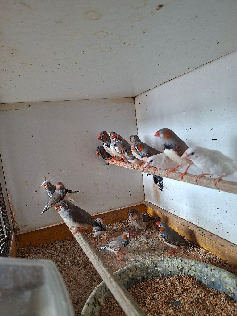zebravinken, Meerdere dieren, Tropenvogel