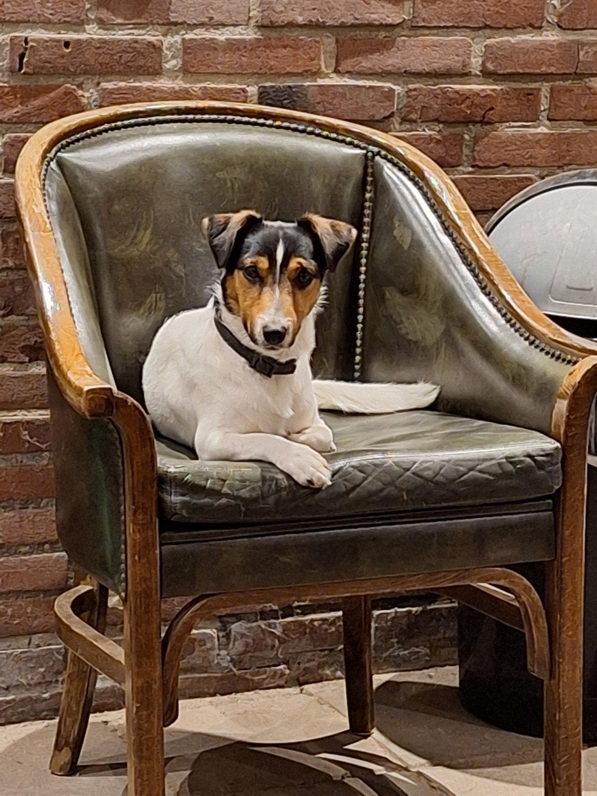 Jack Russel Henk 16 maand oud, lees advertentie!, Reu, 1 tot 2 jaar, Eén hond, Klein