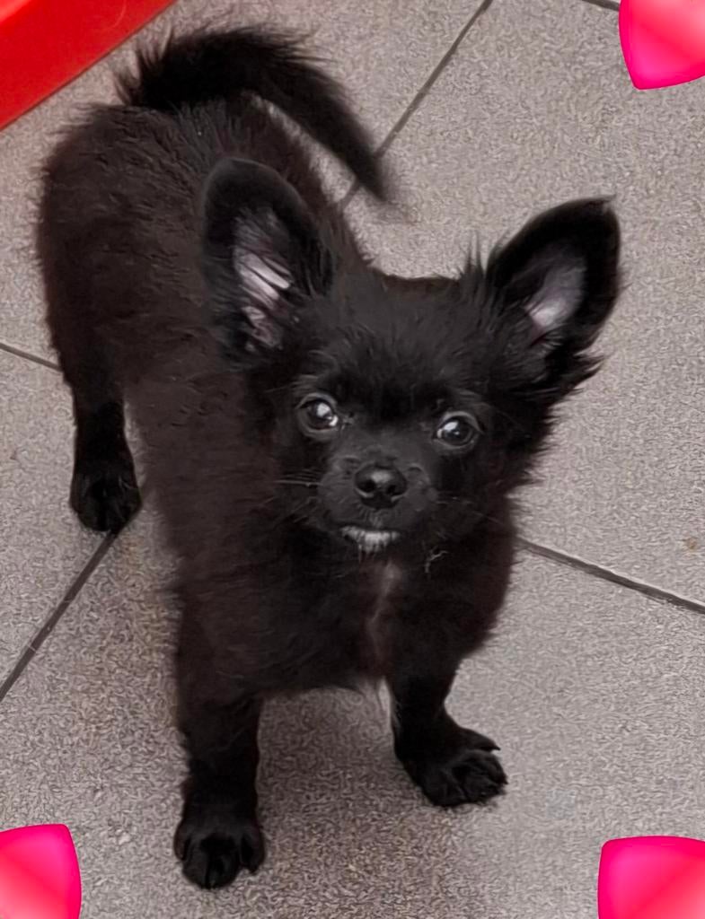 Prachtige Pomchi pup mag nu verhuizen, 8 tot 15 weken, Eén hond, Nederland, Particulier