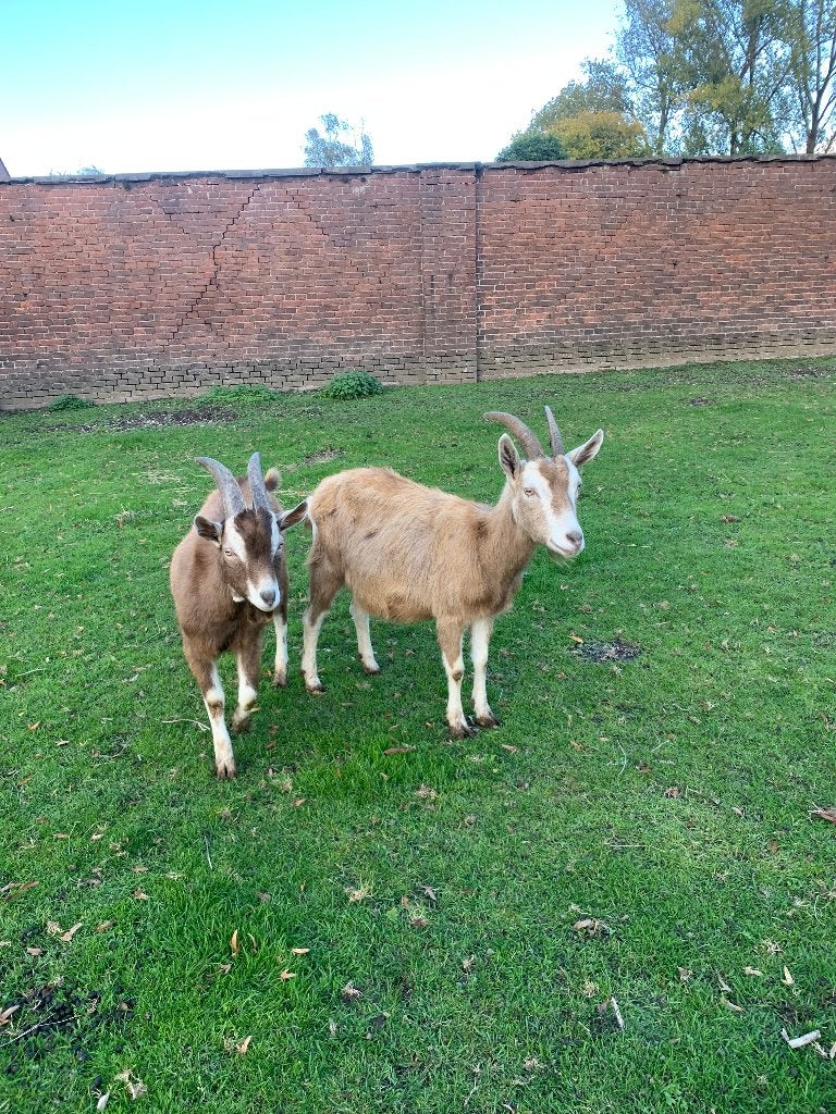 • Prachtig koppel Toggenburger geiten – Moeder & Zoon, Meerdere dieren, Geit, 0 tot 2 jaar