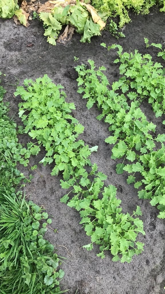 boerenkoolplanten, Tuin en Terras, Ophalen, Volle zon, Groenteplanten, Eenjarig