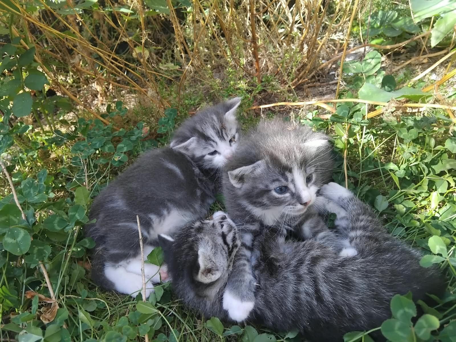 boerderij kittens, Kater, 0 tot 2 jaar