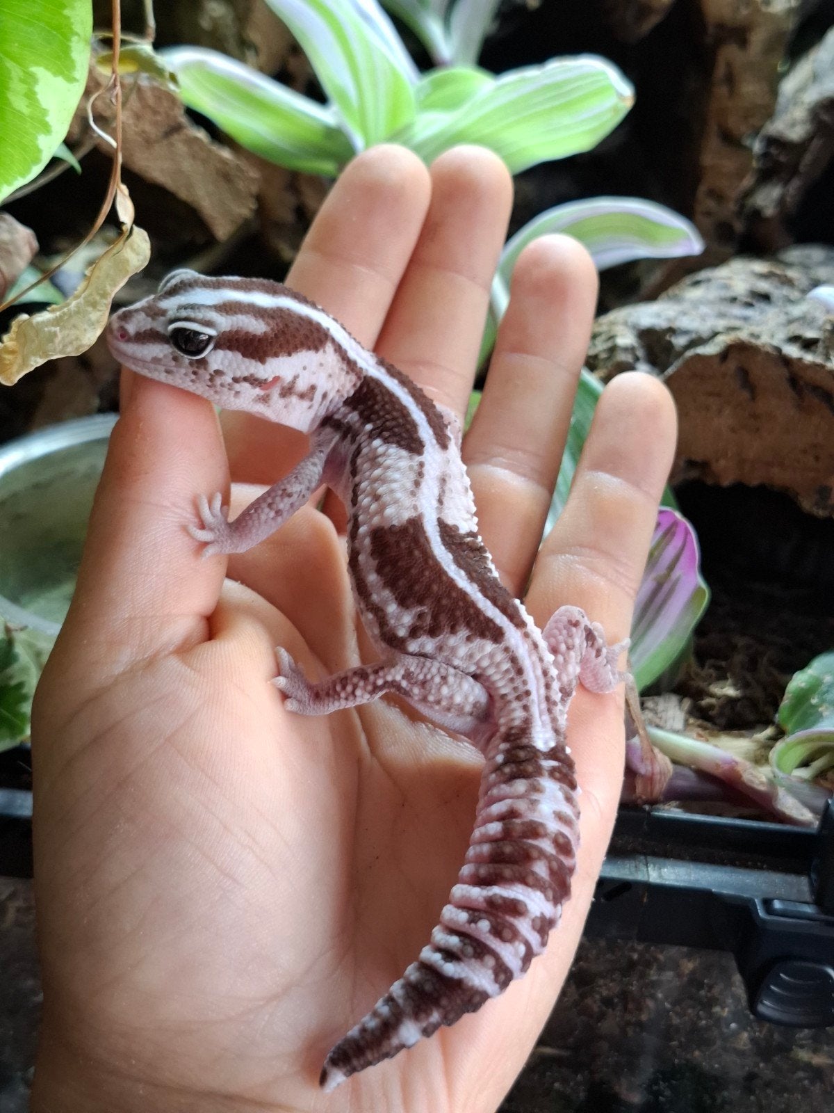 Vetstaartgekko vrouw, Hagedis, 0 tot 2 jaar