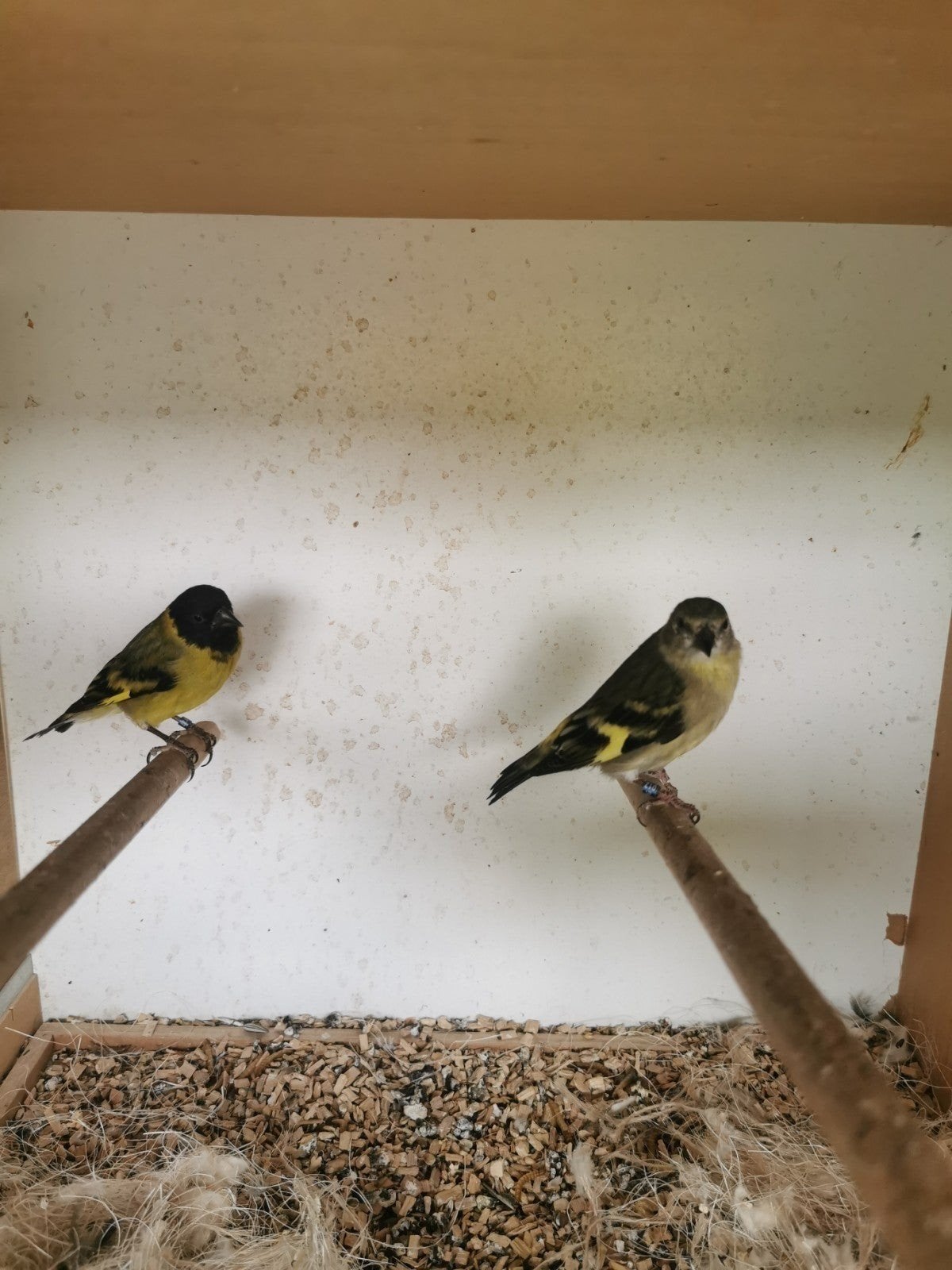 Zwart kop sijs., Meerdere dieren, Tropenvogel, Geringd