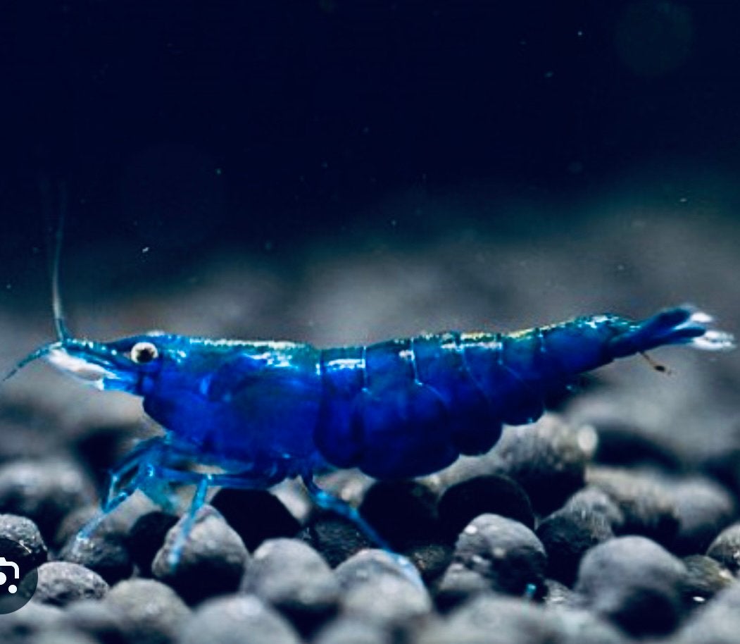 Blauwe Neocaridina Garnalen – Blue Dream – Aquarium Garnalen, Dieren en Toebehoren, Vissen | Aquariumvissen, Kreeft, Krab of Garnaal