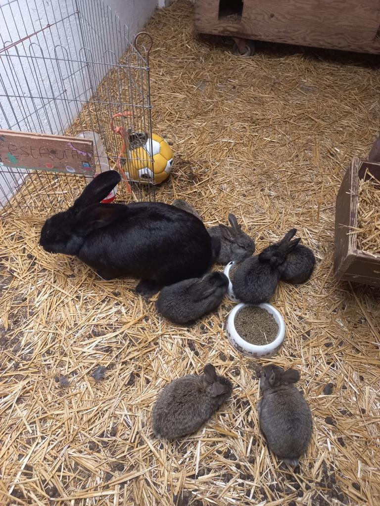 Baby Vlaamse reuzen, Dieren en Toebehoren, Konijnen, Meerdere dieren, Groot, 0 tot 2 jaar