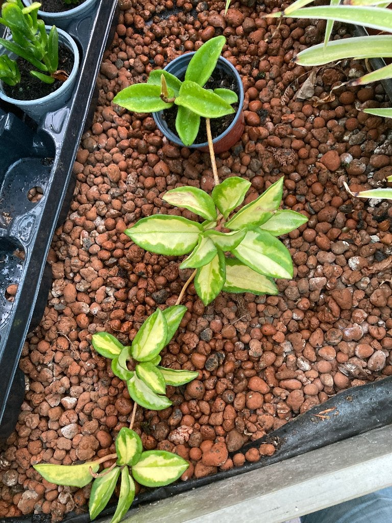 Hoya carnosa tricolor (bont), Huis en Inrichting, Kamerplanten, Ophalen, Overige soorten, Halfschaduw, Minder dan 100 cm
