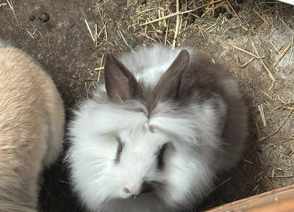 Jong koppel konijntjes te koop, ram&voedster. 8 weken oud, Dieren en Toebehoren, Konijnen, Meerdere dieren, Dwerg, 0 tot 2 jaar