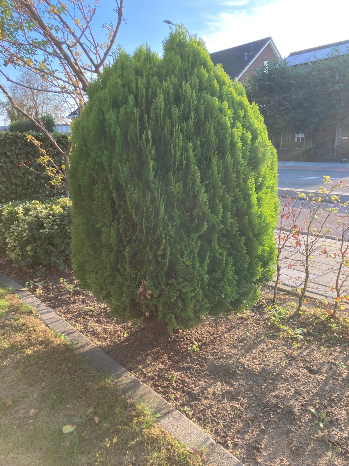 Coniferen bol, Tuin en Terras, Planten | Struiken en Hagen, Ophalen, Conifeer, Struik, 100 tot 250 cm