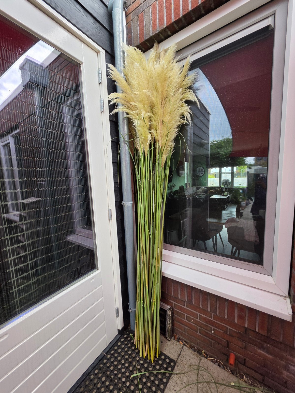 Verse Pampas pluimen - 2,5m lang, Ophalen of Verzenden, Nieuw, Beige, Natuurlijk materiaal