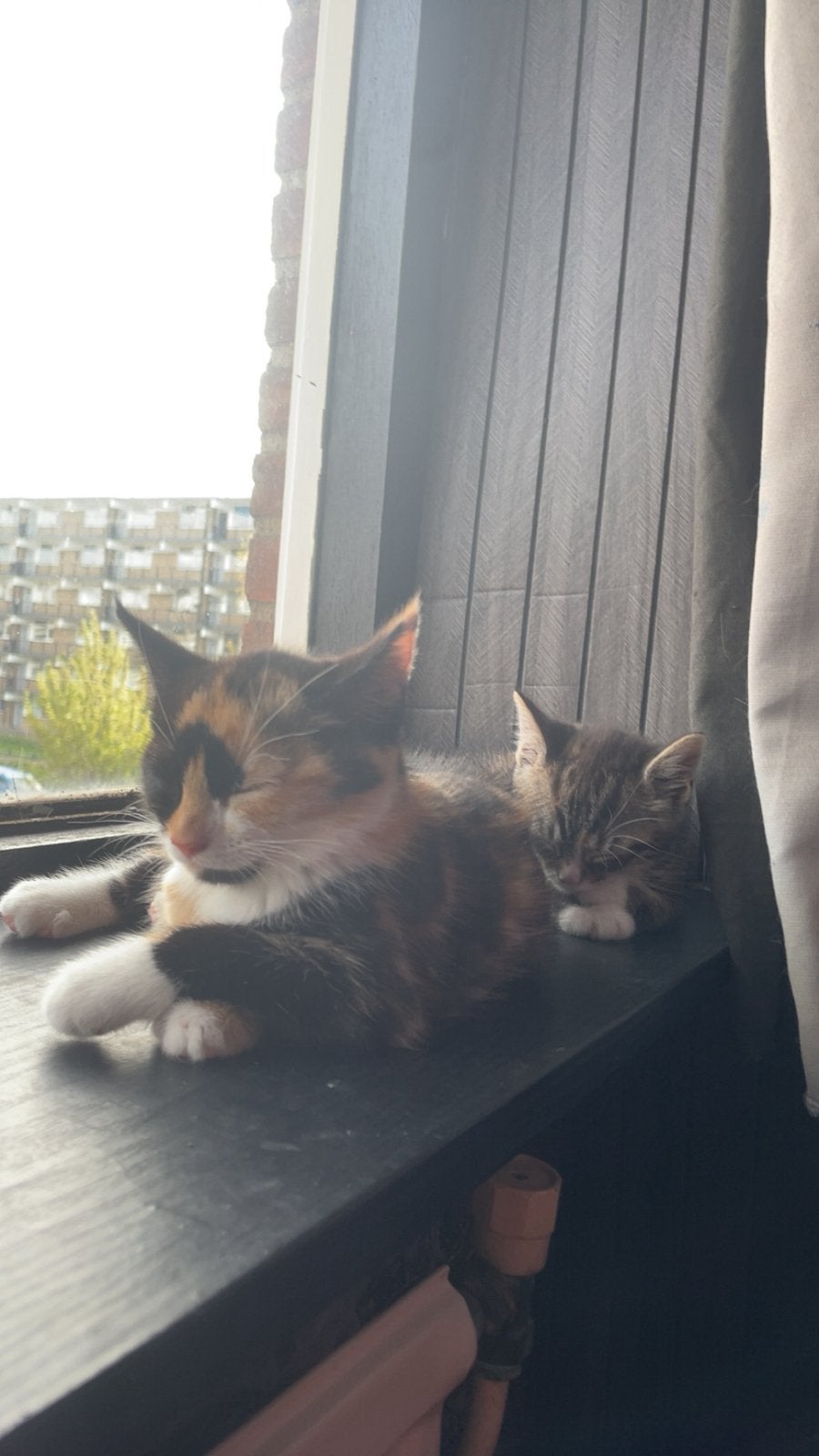 Kitten 20 feb, Poes