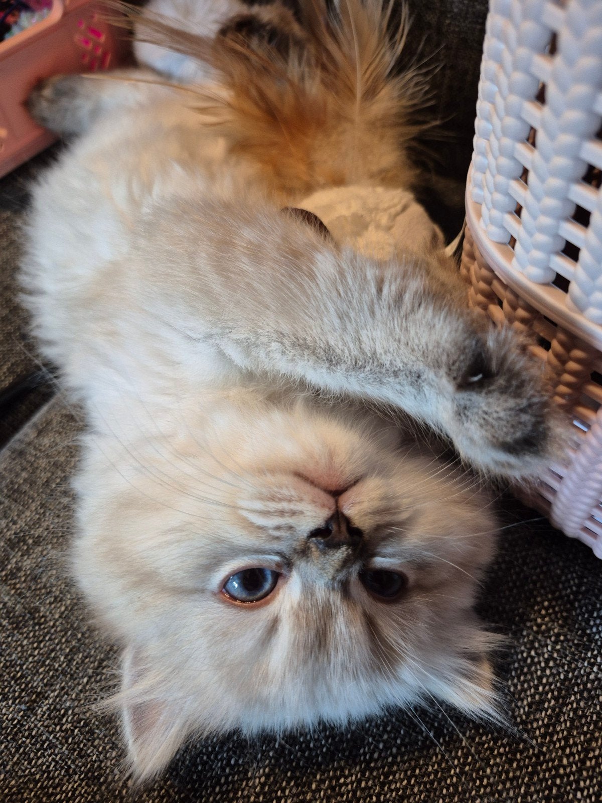 Ragdoll tommy zoek een liefdevolle huisje ️❤️, Kater