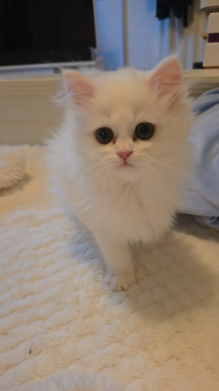Witte Perzische Kitten (Mannetje) Beschikbaar, Poes, Ingeënt