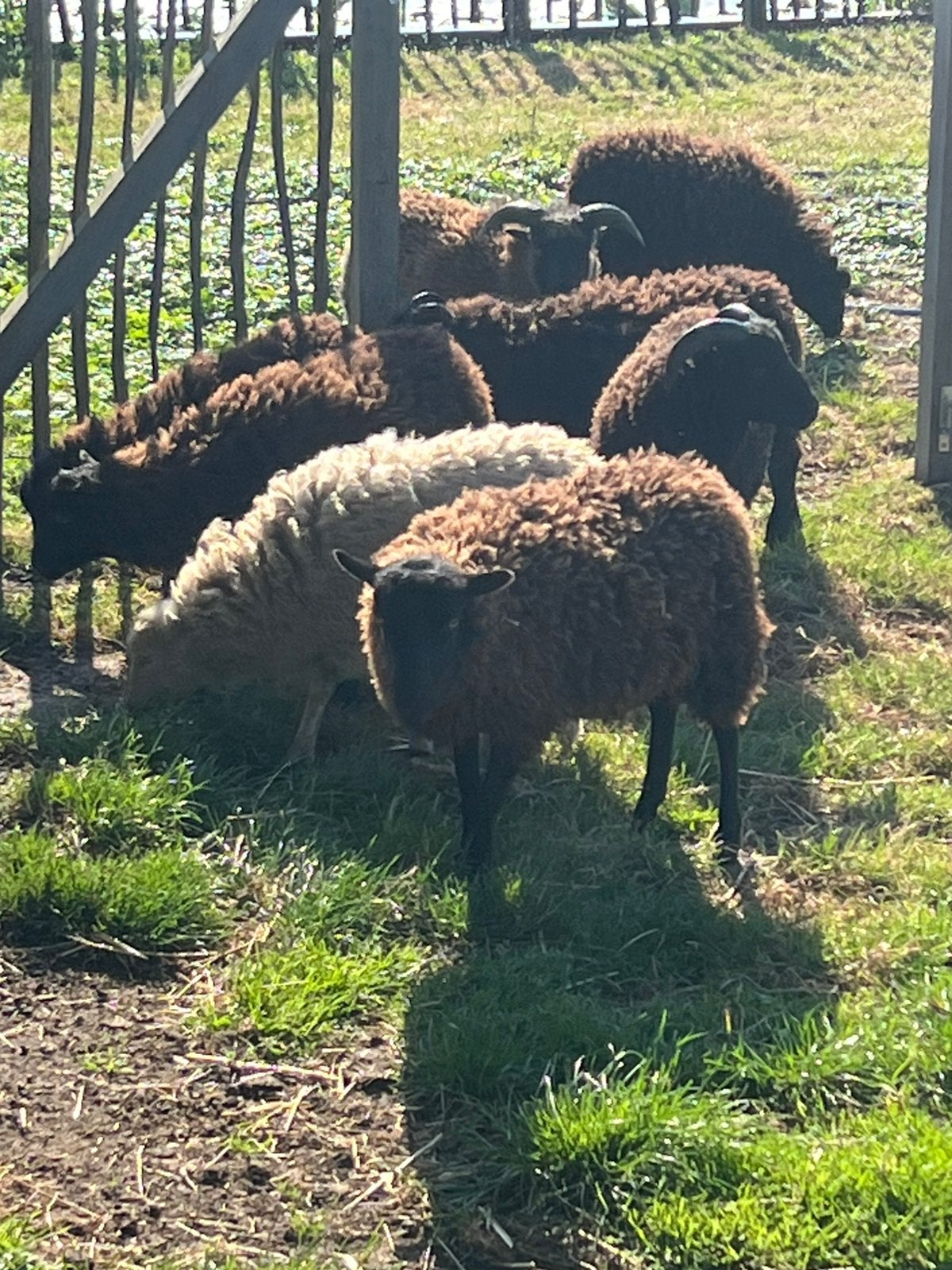 Quessant ooien, Meerdere dieren, Schaap