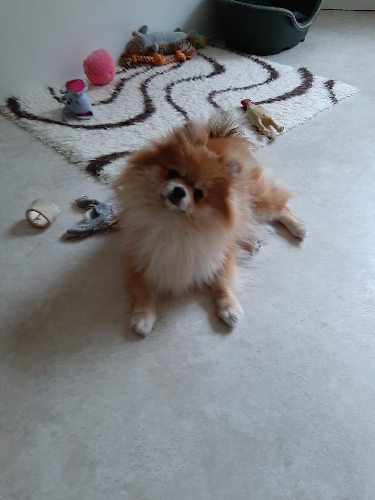 Lief klein Keeshondje/Pomeriaantje, Dieren en Toebehoren, Honden | Chihuahua's en Gezelschapshonden, Parvo, Nederland, Overige rassen
