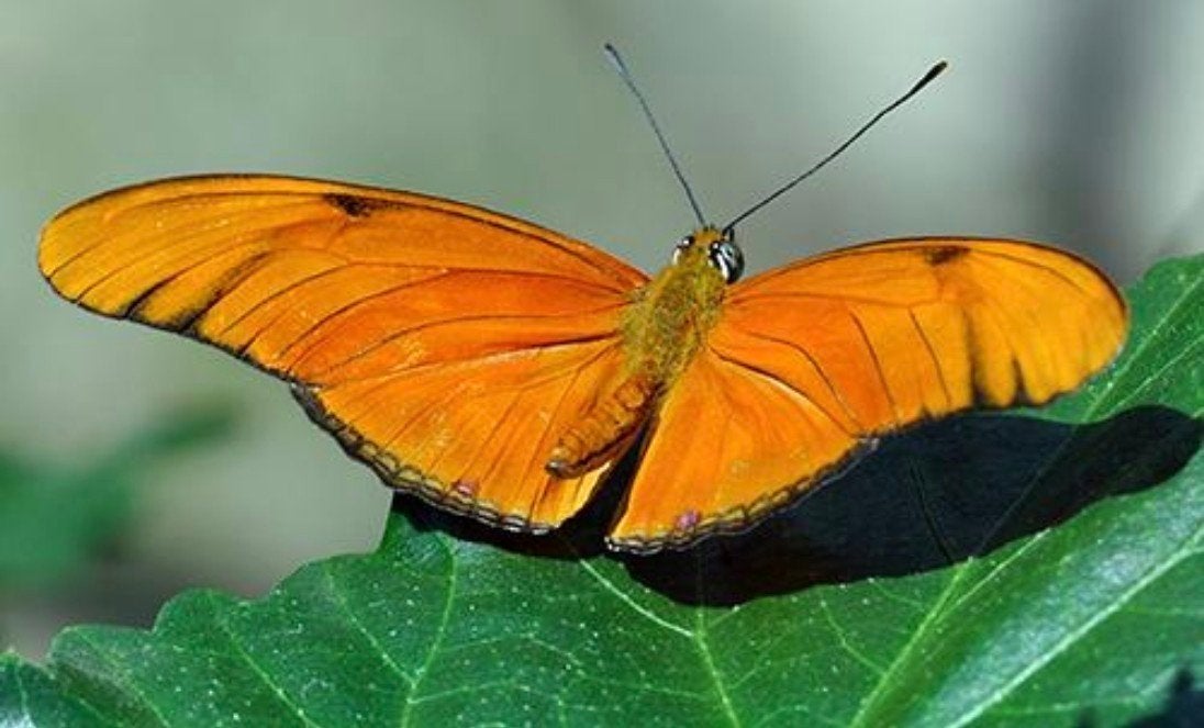 Dryas iulia vlinderpoppen – tropische oranje vlinder, Dieren en Toebehoren, Vlinders of Rupsen