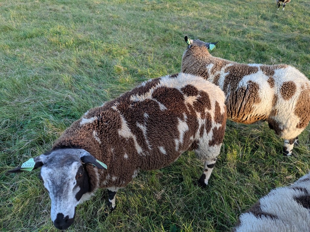 Te koop mooie bonte dekrammen, Mannelijk, Schaap, 0 tot 2 jaar