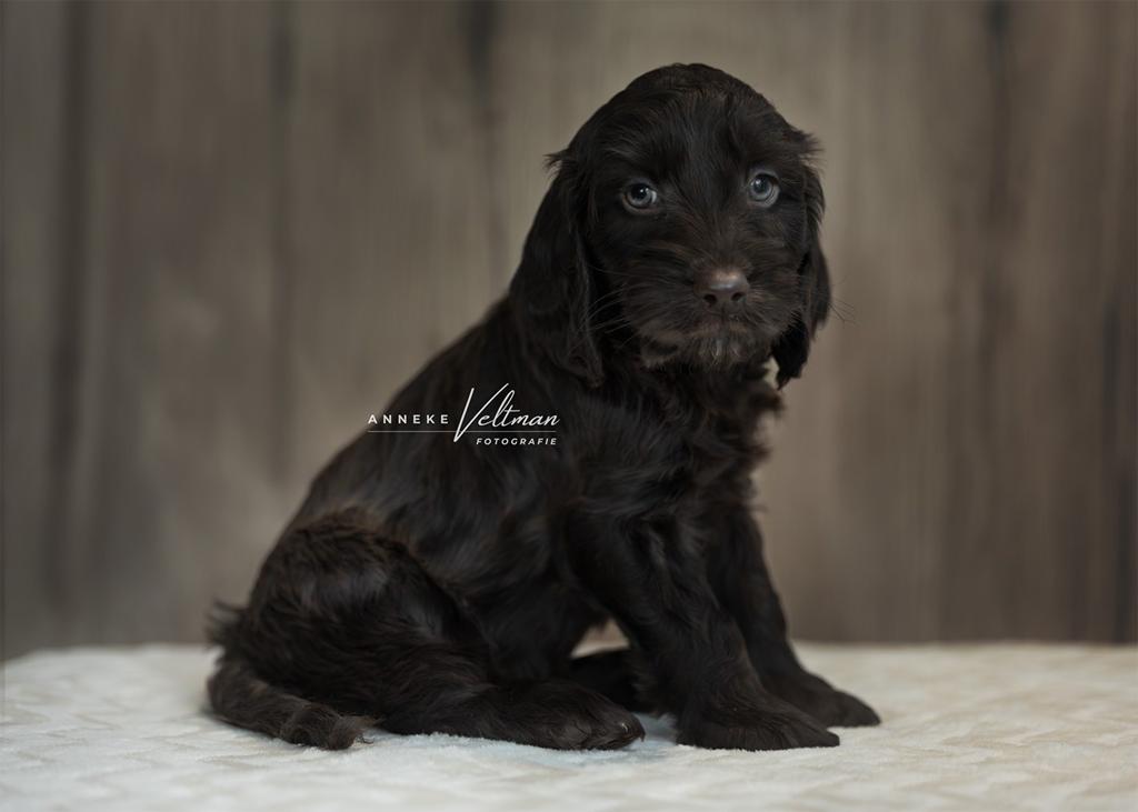 Cockapoo pups beschikbaar, Dieren en Toebehoren, Parvo, Overige rassen, 8 tot 15 weken, Meerdere