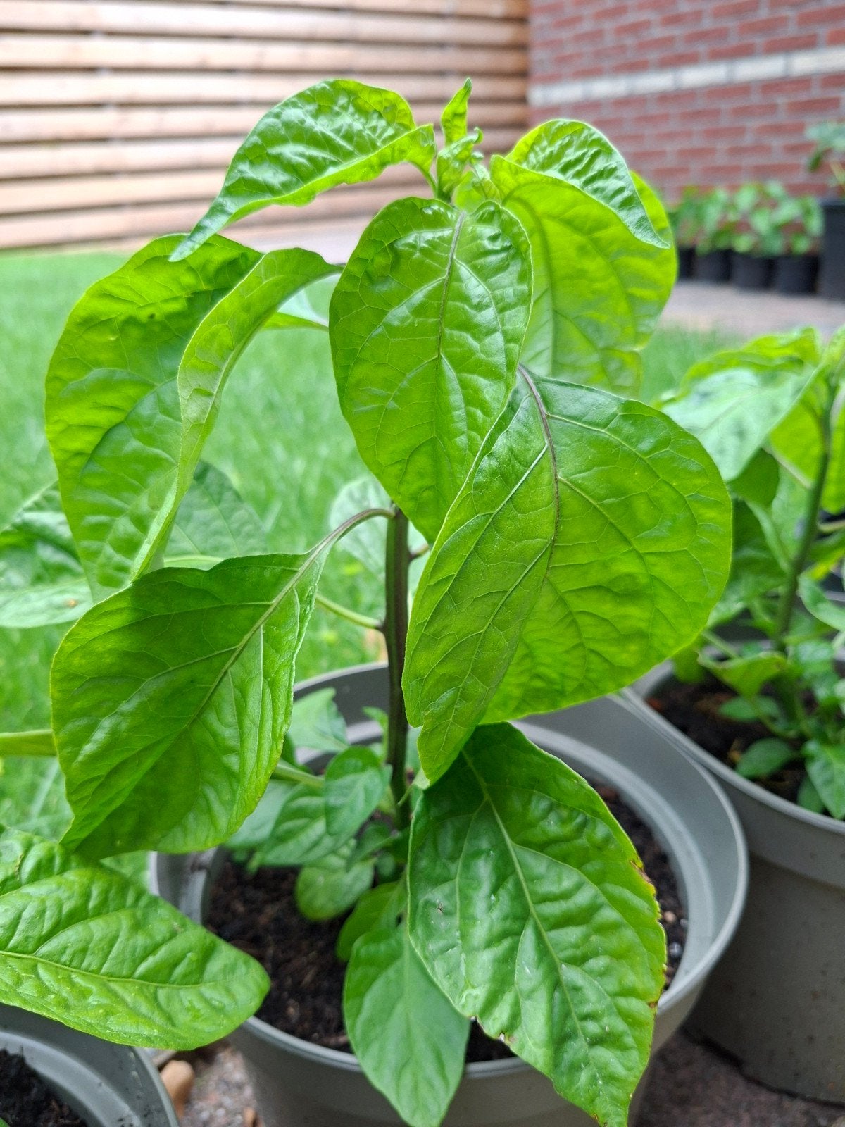 Carolina Reaper - Extreem hete peper., Tuin en Terras, Ophalen, Overige soorten, Volle zon