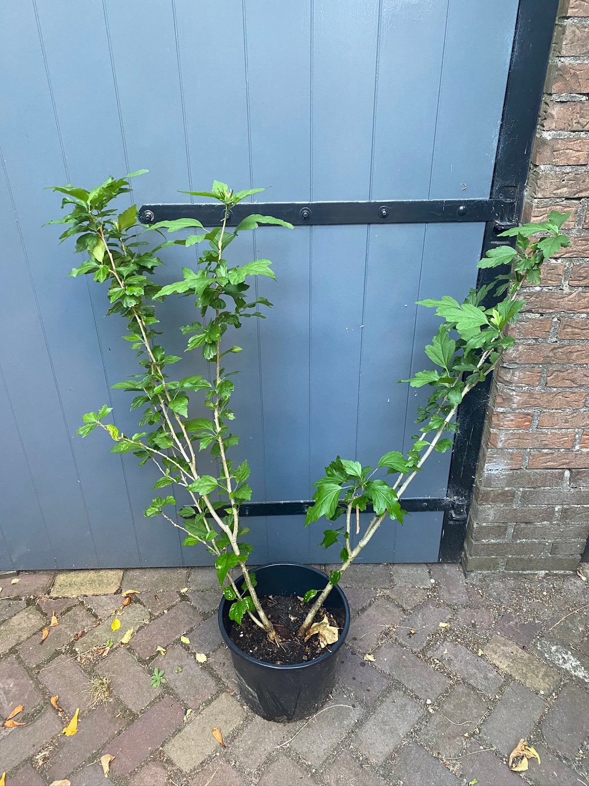 Gele Hibiscus, Tuin en Terras, Planten | Struiken en Hagen, Ophalen, Overige soorten, Minder dan 100 cm