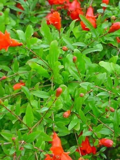 Te koop: granaatappel zaailingen, Ophalen, Vaste plant, Fruitplanten, Volle zon