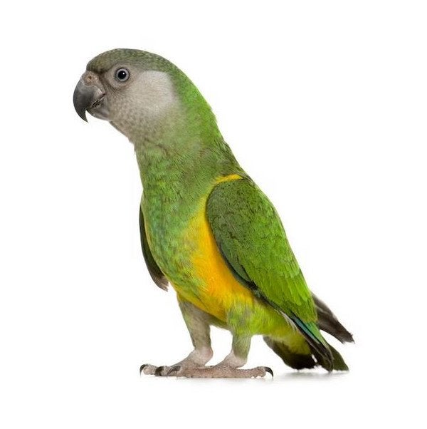 Opzoek naar een jonge bonteboer, Dieren en Toebehoren, Geslacht onbekend, Papegaai, Tam