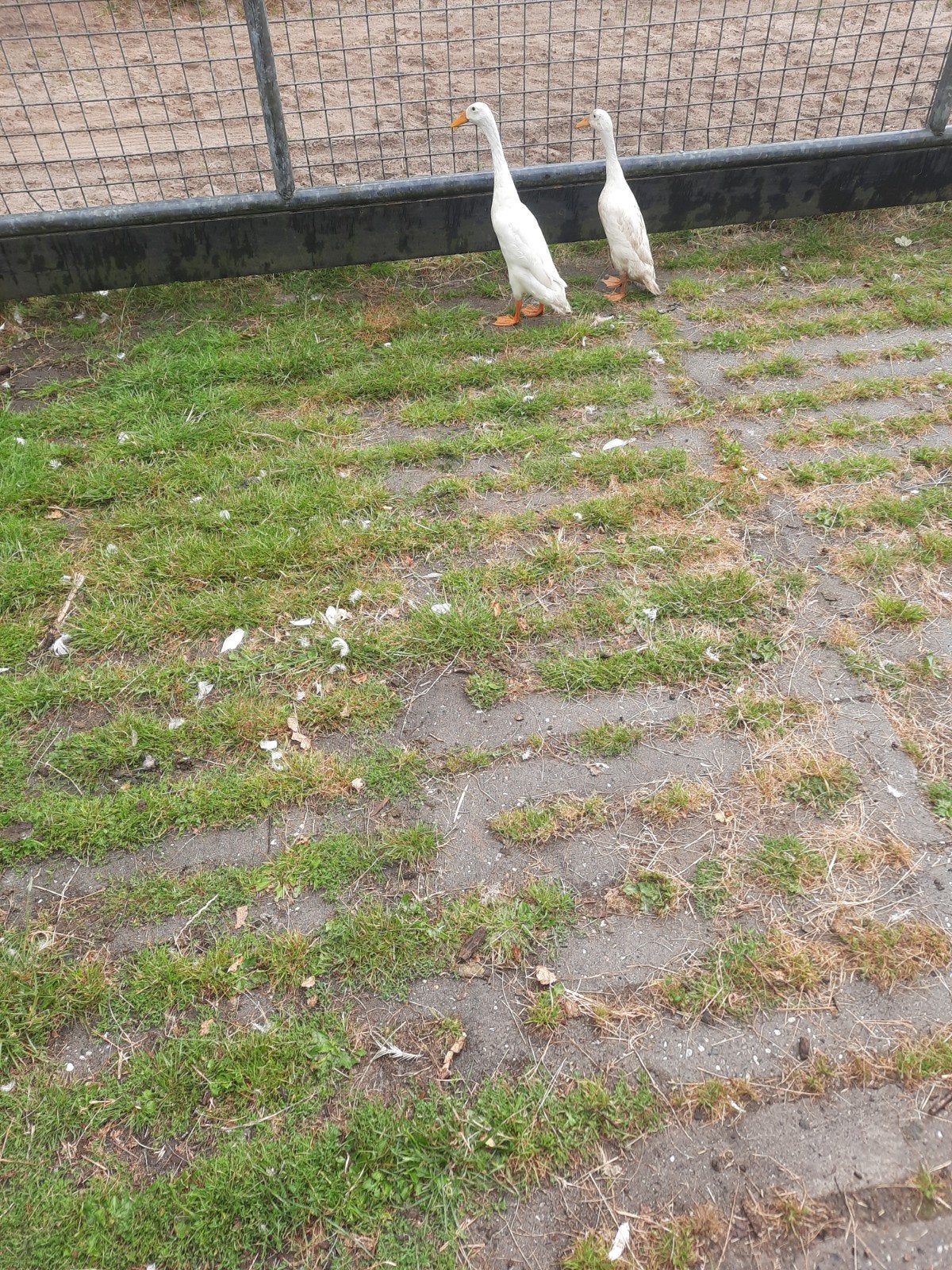 loopeenden, Dieren en Toebehoren, Meerdere dieren, Eend