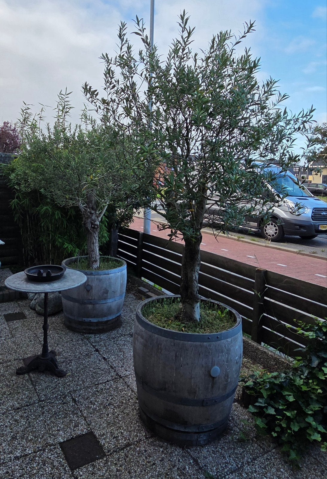 2 Grote Olijfbomen in Eiken Wijnvaten - 240 cm Hoog, Tuin en Terras, Volle zon, Vaste plant, Bloeit niet, Ophalen