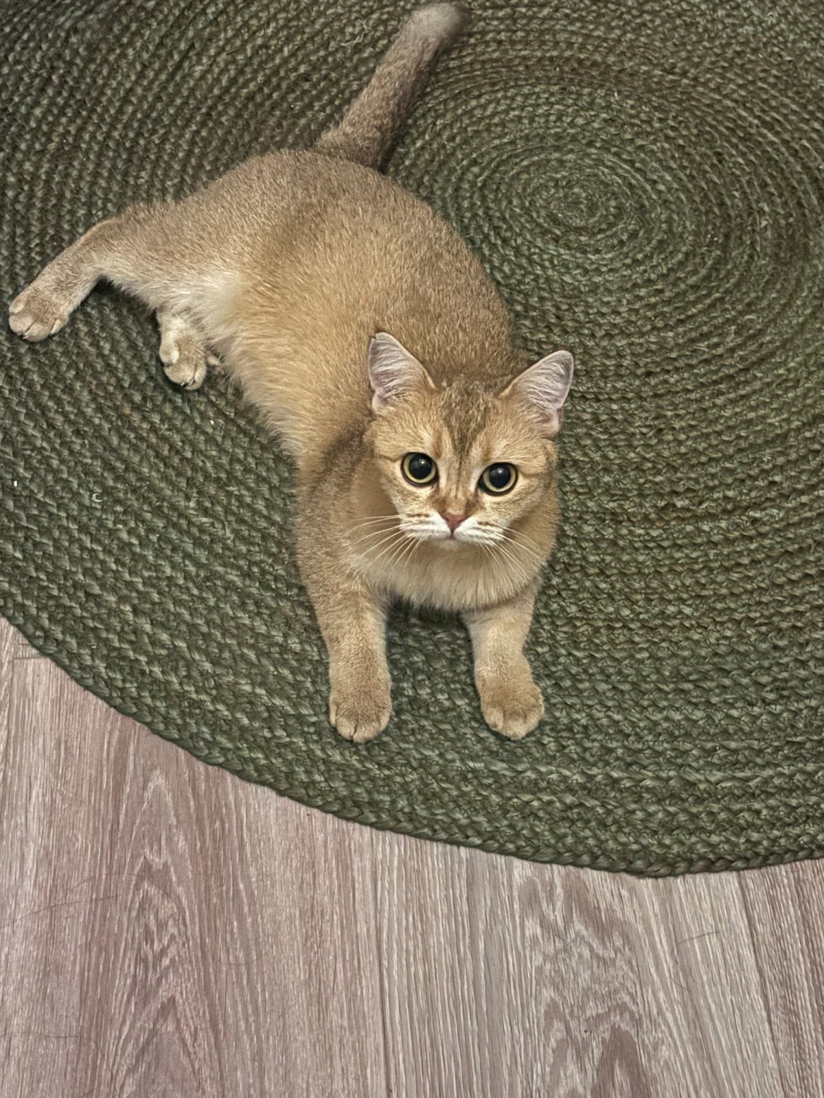 Britse Korthaar Poesje Te Koop, Dieren en Toebehoren, Poes