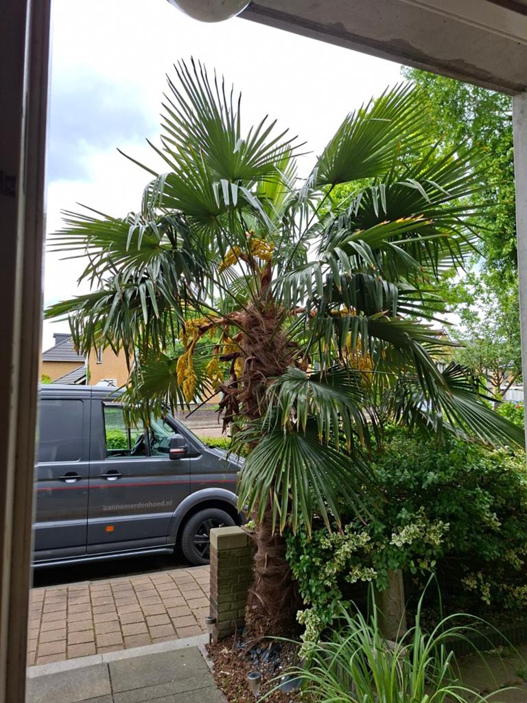 Prachtige grote palmboom te koop, Tuin en Terras, Planten | Bomen, 100 tot 250 cm, Zomer, Palmboom, Ophalen