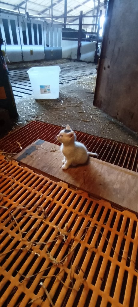 kittens, Dieren en Toebehoren, Katten en Kittens | Overige Katten, Meerdere dieren, Kortharig, 0 tot 2 jaar