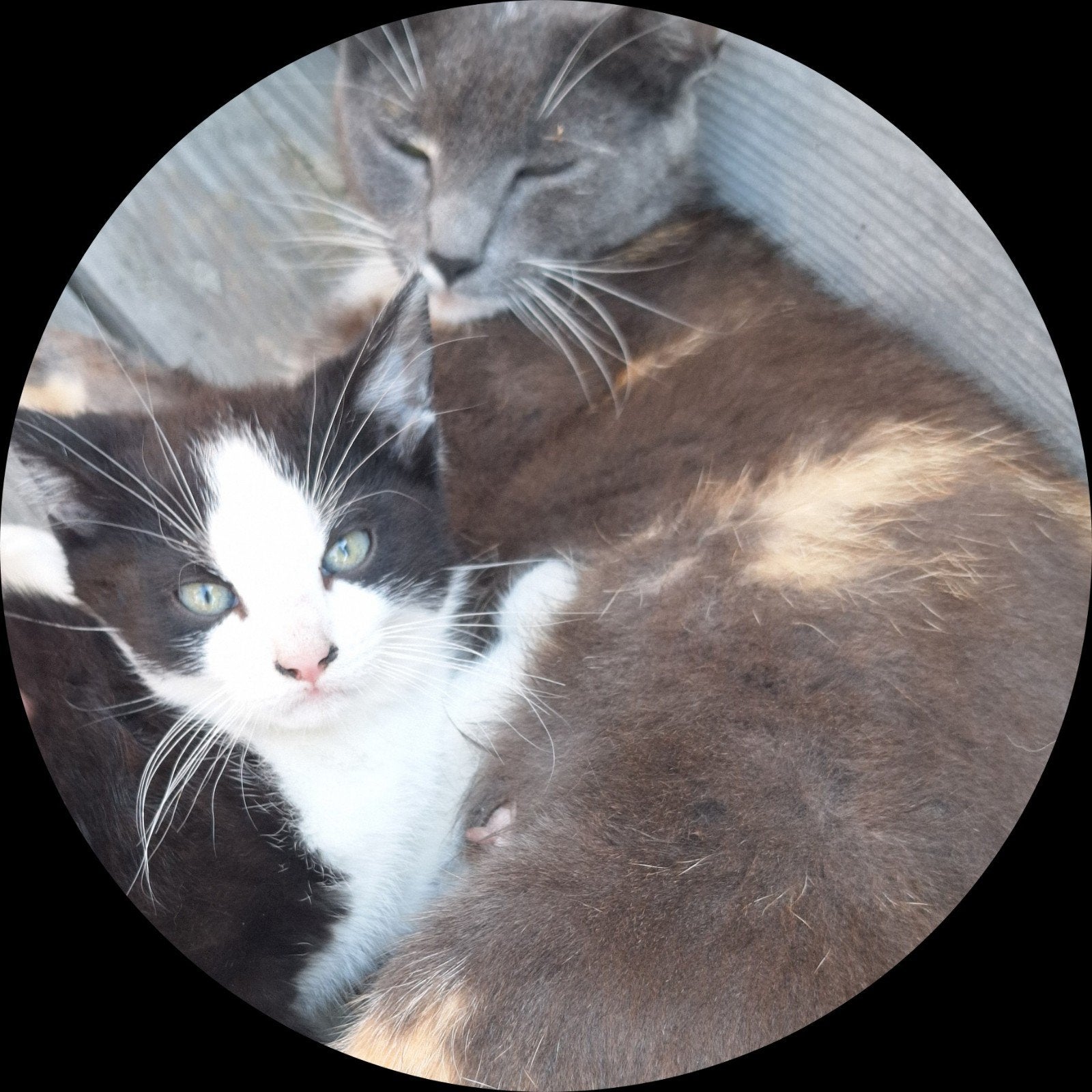 Lieve jonge kittens, Dieren en Toebehoren, Katten en Kittens | Overige Katten, Meerdere dieren, Kortharig, 0 tot 2 jaar