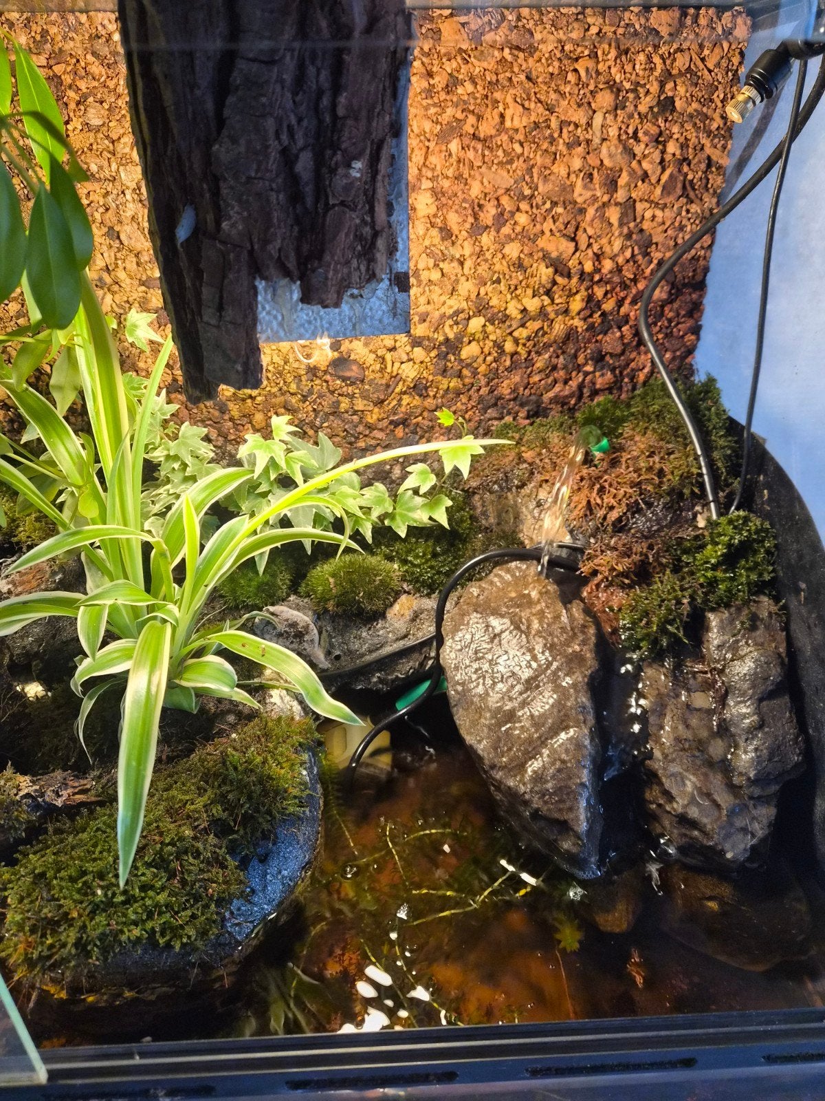 Terrarium met geelbuikpadden 1 kleine gekko, 0 tot 2 jaar