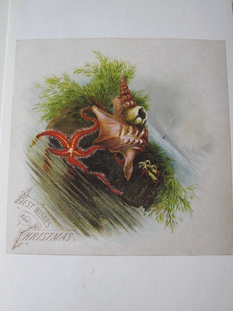 Amerikaanse vintage - bizarre kerstkaart met zeedieren, Verzenden, 1980 tot heden, Gelopen, Overige thema's