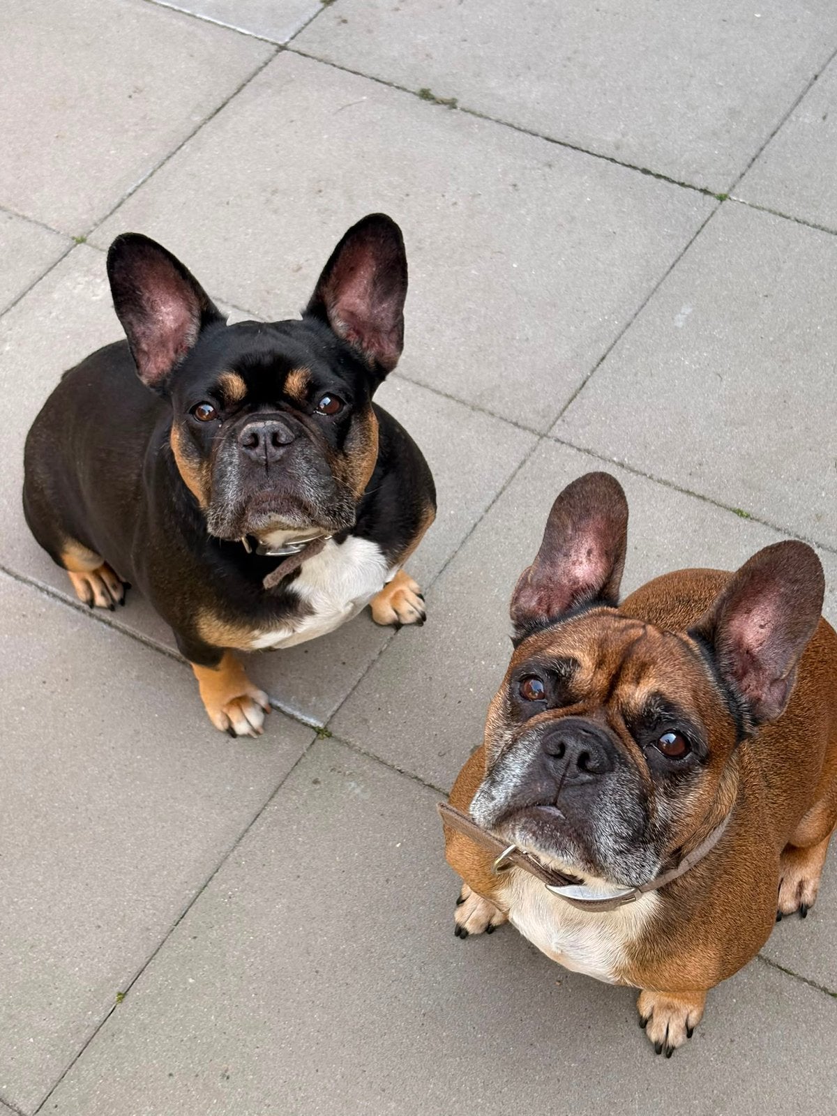 Gouden mand voor Finn & Luna gezocht • 2 franse bulldogs, 6 jaar of ouder, Parvo, Bulldog, Meerdere