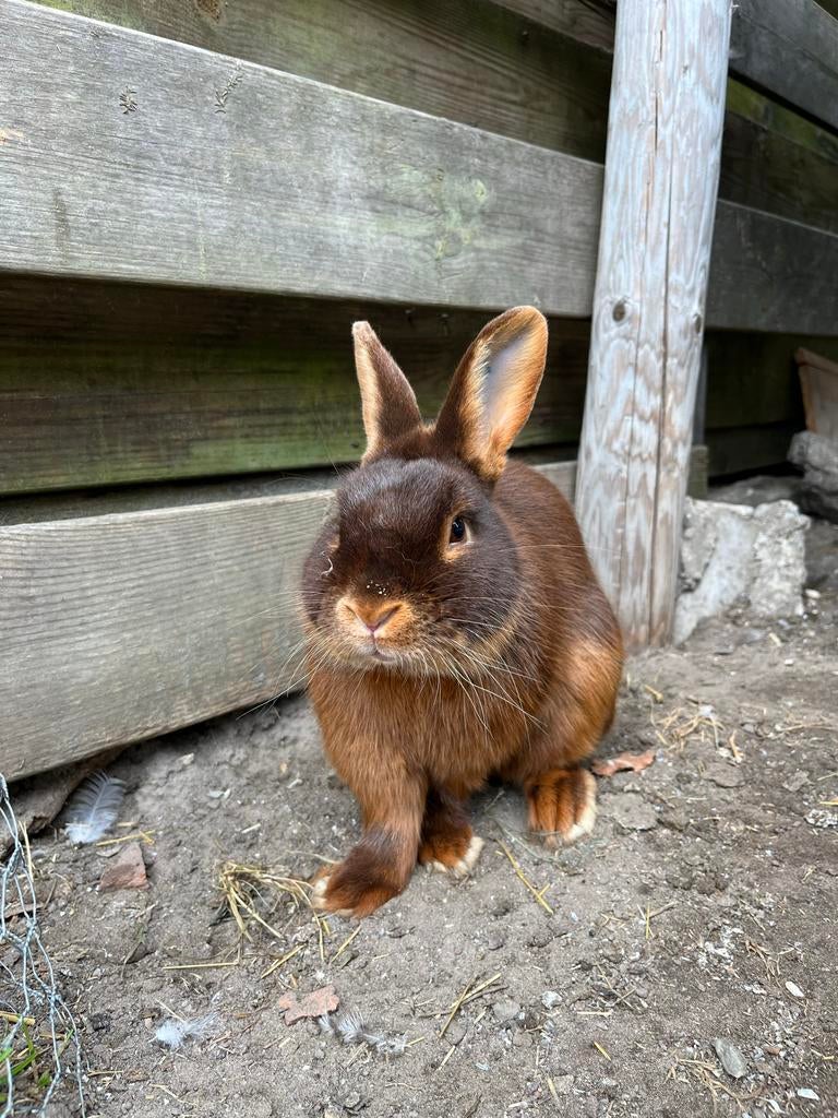 Black tan konijn, Dieren en Toebehoren, Mannelijk