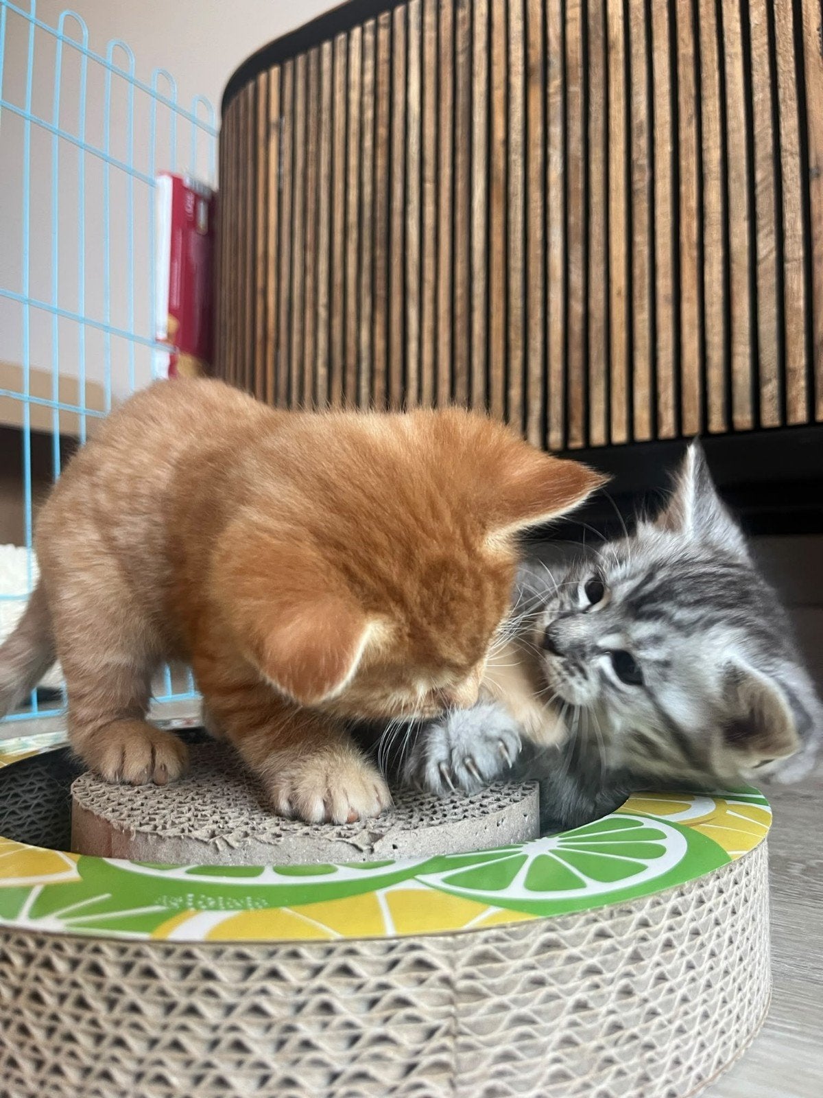 3x Prachtige Halve Maine Coon Kittens zoeken Gouden Mandje, Dieren en Toebehoren, Meerdere dieren, 0 tot 2 jaar