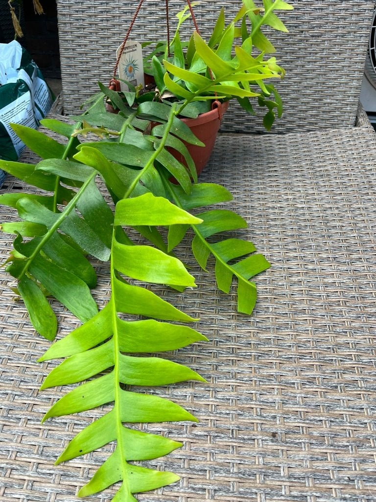 epiphyllum cactus chrysocardium meerjarige plant, Huis en Inrichting, Kamerplanten, Minder dan 100 cm, Bloeiende kamerplant, Halfschaduw
