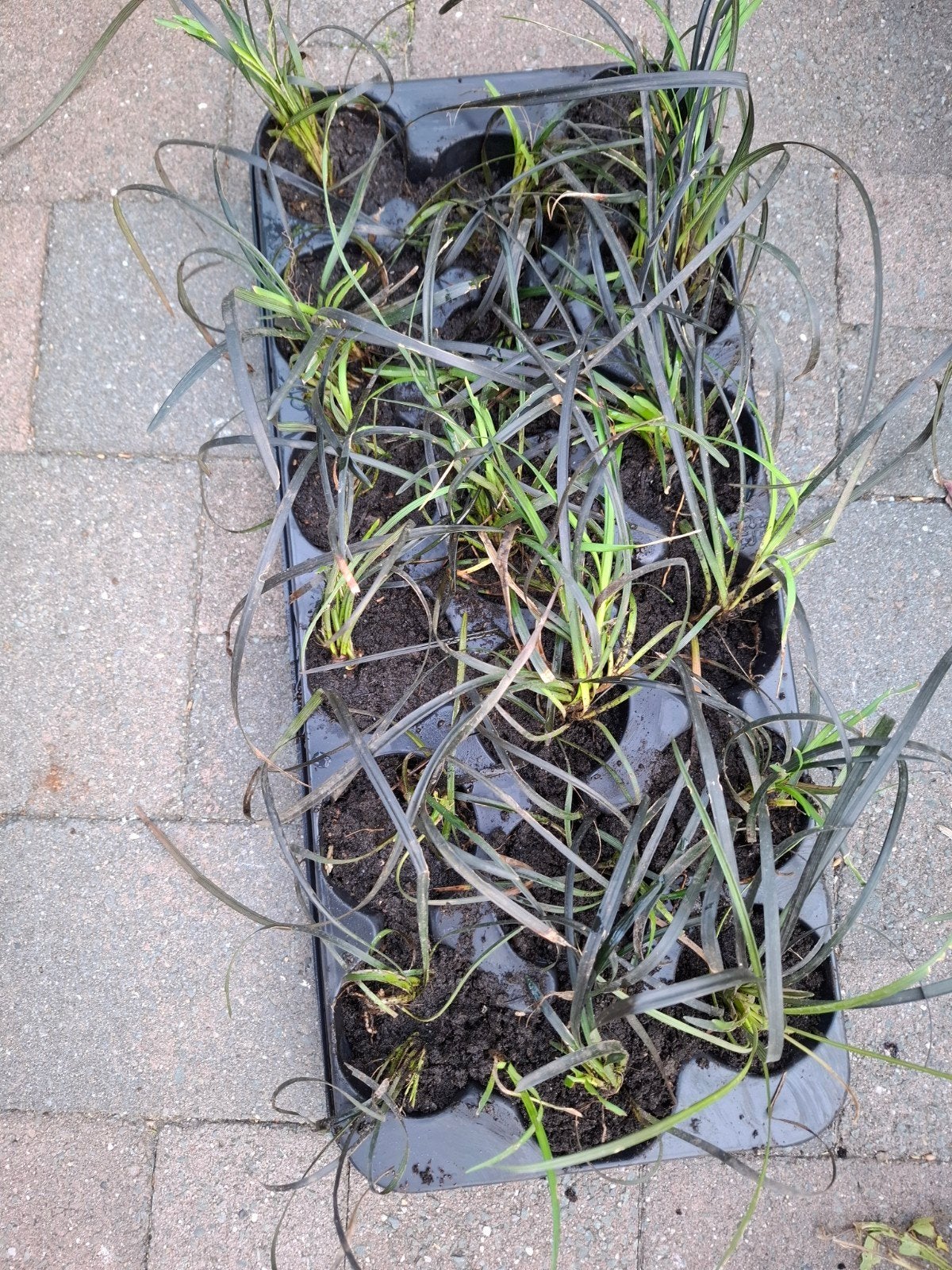 18x Zwart Slangenbaard (Ophiopogon planiscapus 'Niger'), Tuin en Terras, Planten | Tuinplanten, Ophalen