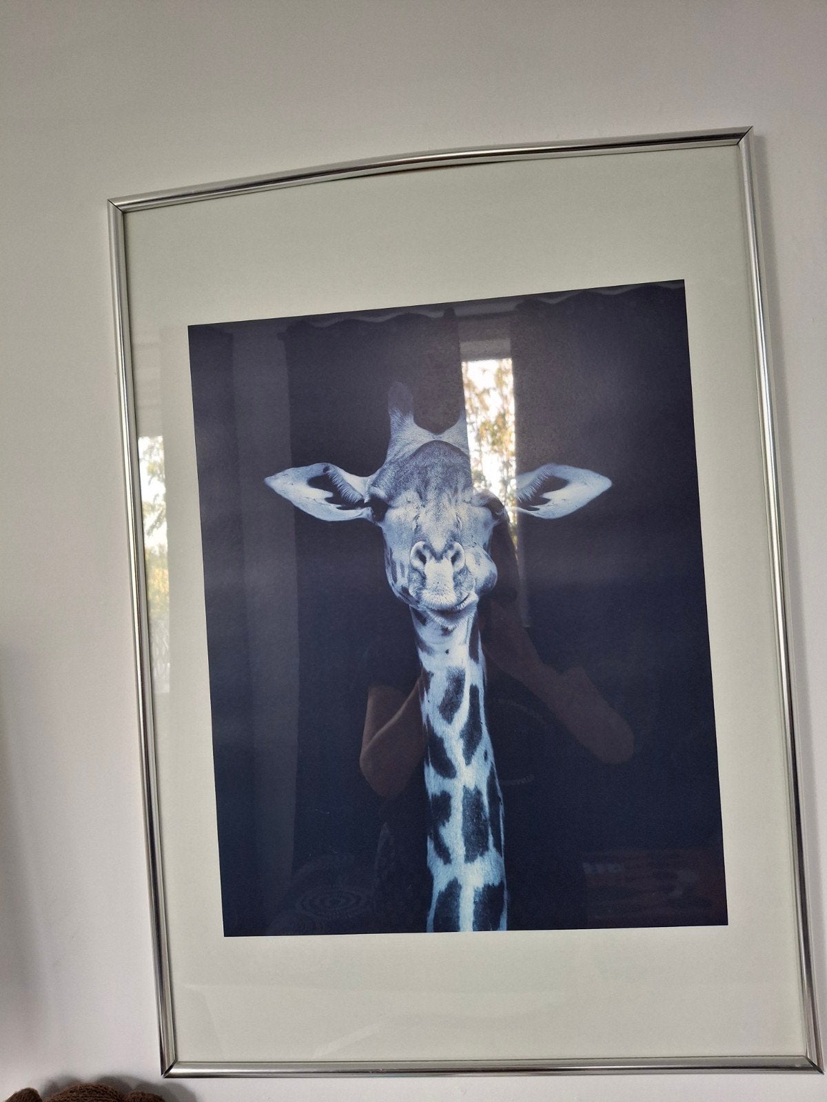 Ingelijste print van een giraf 50 x70, Huis en Inrichting, Ophalen, 50 – 75, Minder dan 50 cm, Gebruikt