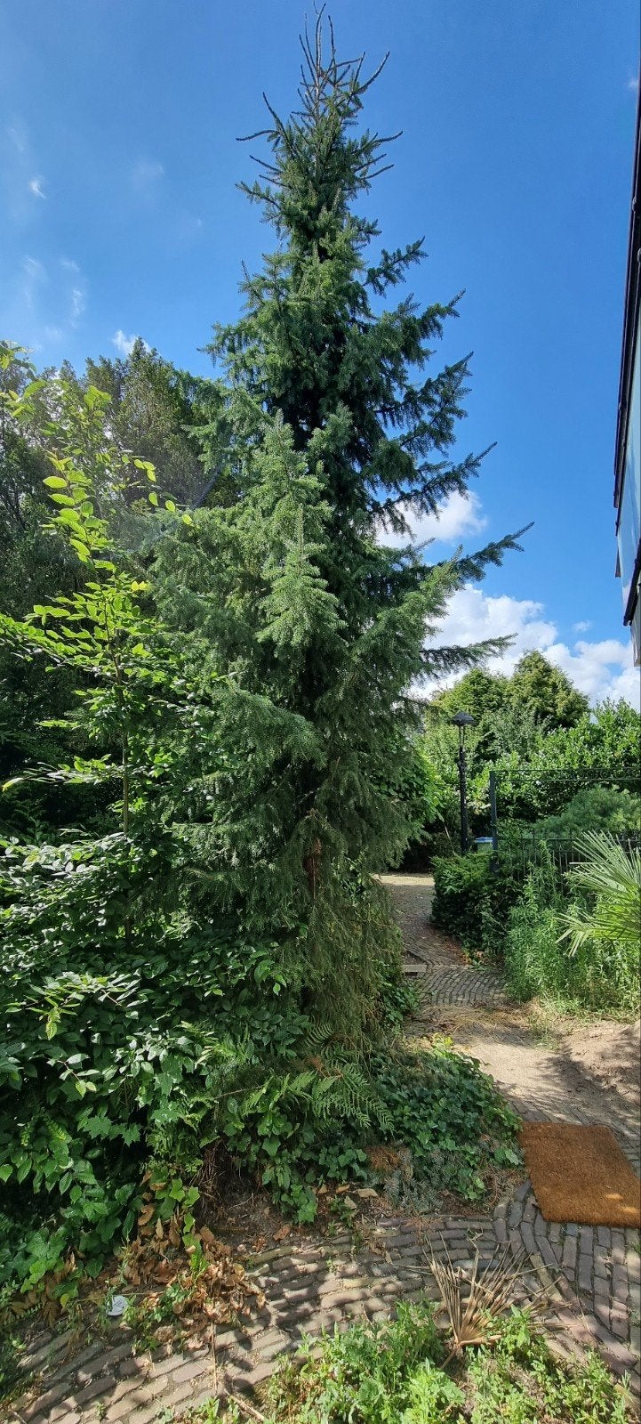 Grote dennenbomen zelf uitgraven en meenemen, Tuin en Terras, Bloeit niet, Overige soorten, 400 cm of meer, Ophalen