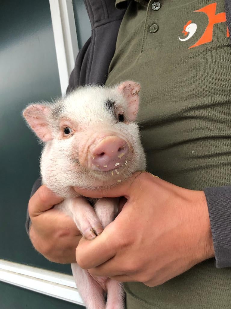 Minivarkens | Jonge biggen in verschillende kleuren, Dieren en Toebehoren, Meerdere dieren, Varken, 0 tot 2 jaar