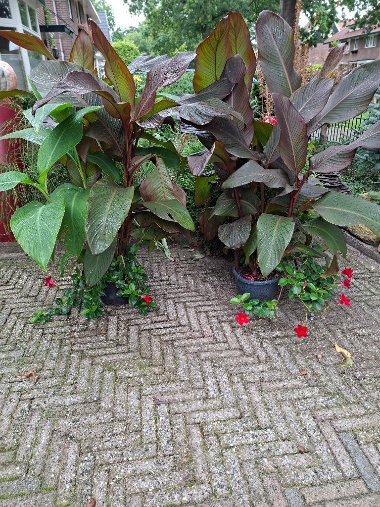 2 grote canna planten in pot, Ophalen, Overige soorten, Volle zon